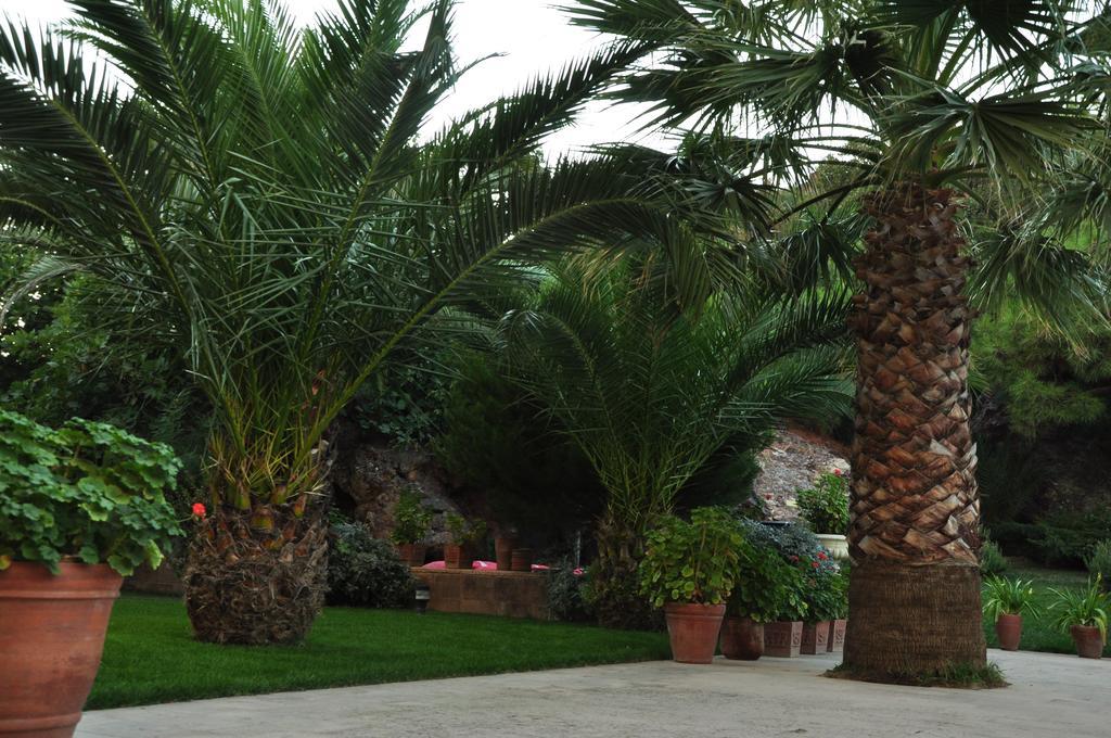 Palm Court Suites Ayvalı Kültér fotó