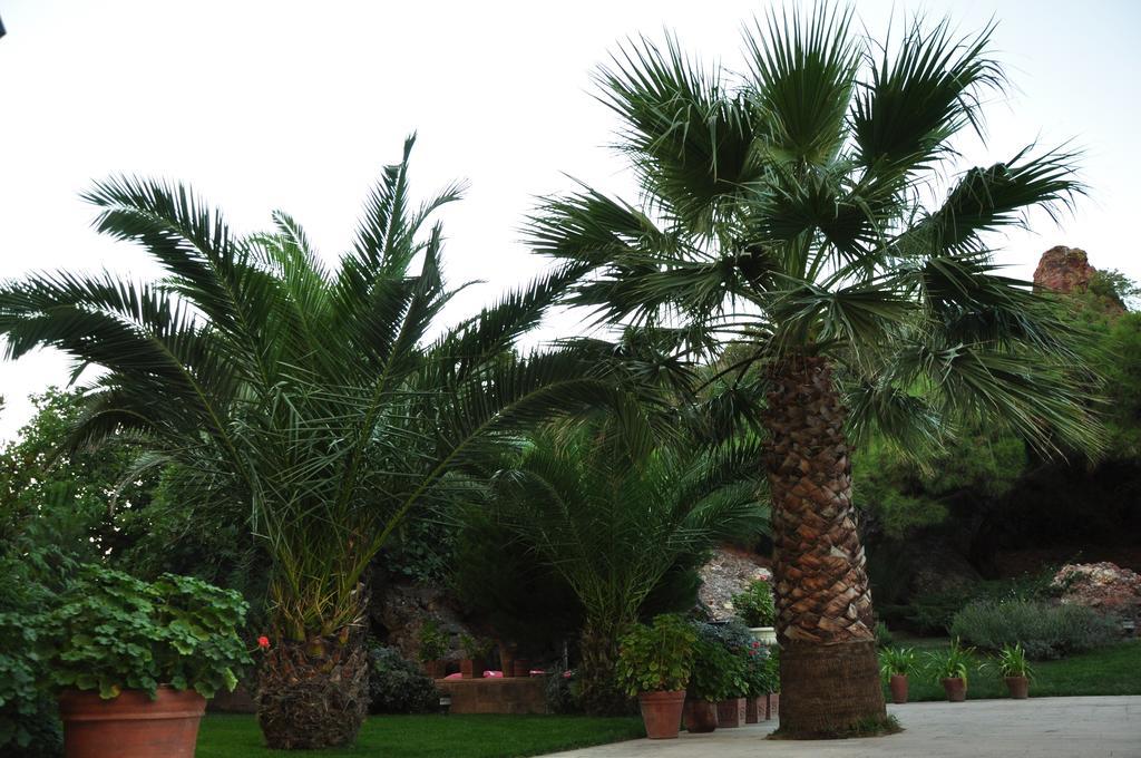 Palm Court Suites Ayvalı Kültér fotó